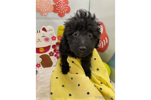 成約済の北海道のミックス犬-281827の23枚目